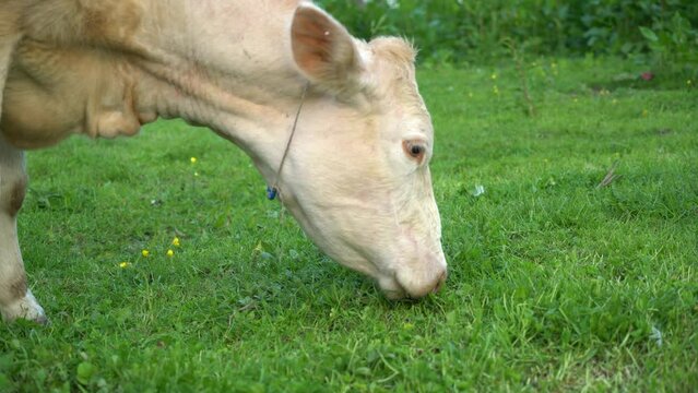 dairy and beef cows grazing on pasture. images of simmental and charolais cows eating grass