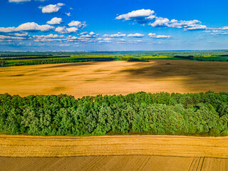 Wheat field after harvest, with a green stripe of forest between the fields