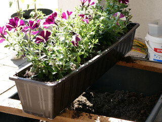 Petunenien in Balkonkästen einpflanzen