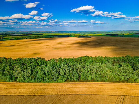 Wheat field after harvest, with a green stripe of forest between the fields