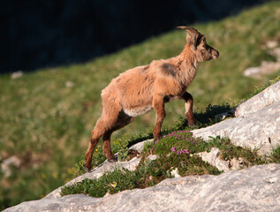 Alpine ibex in the mountains in the morning