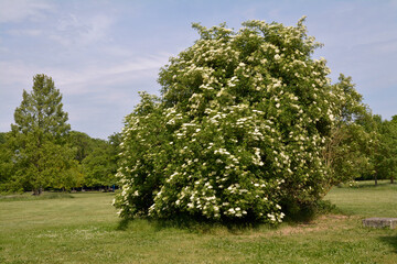 Fototapeta premium holunderblüte