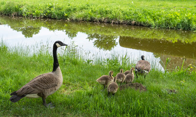 Kanadagänsepaar (Branta canadensis) mit Küken