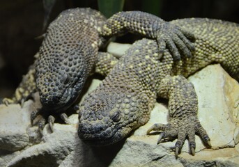 lizards on a rock 