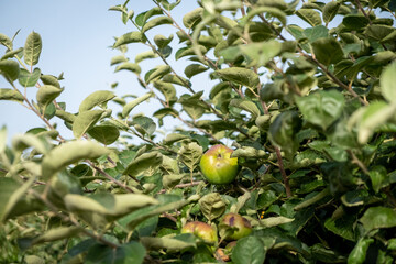 organically grown apple in the apple orchard selective focus