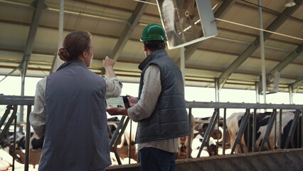 Cowshed workers talking animals feedlots together. Farming managers at work.