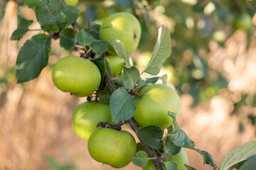 Selective focus, organically grown apples in the apple orchard