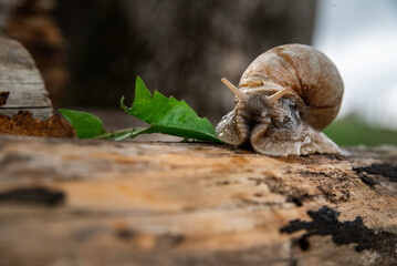 A snail in the woods after the rain. Family Vacation Walk Weekend