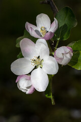 Fototapeta na wymiar Close up of blooming apple tree