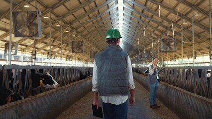Farmer walking aisle shed greeting colleague at feedlots. Livestock team at work
