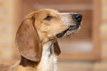 Profile portrait of a brown and white Segugio Italiano scent hound.