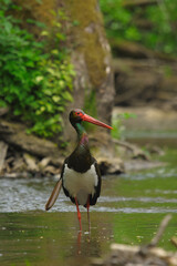 Black stork walking on the river.