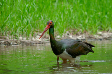 Black stork walking on the river.