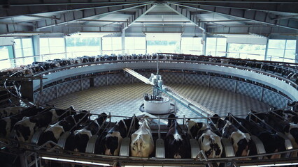 Modern milking carousel at dairy production farm. Farming industry machinery.