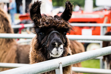 Brown alpaca 
