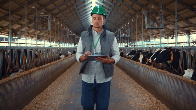 Dairy Farmer Walking Aisle In Cowshed. Hands Tapping Tablet Screen Closeup.