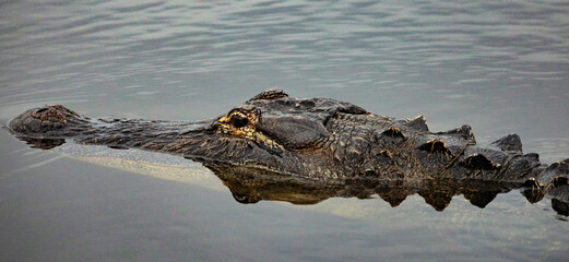 Florida alligator head with room for text