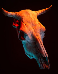 Image of menacing bull skull with color light on black background. Halloween holiday decoration...