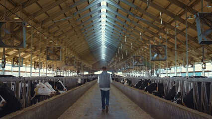 Dairy farm worker control animal care process. Holstein cows eating in feedlots. © stockbusters