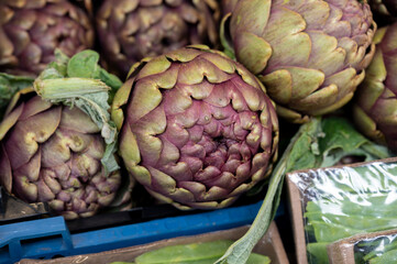 Heads of fresh organic artichoke flowers, edible vegetables purple romanesco artichokes