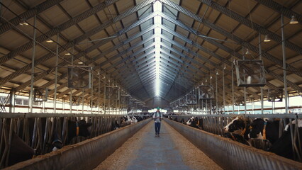 Farm worker walking cowshed alone. Livestock supervisor inspect dairy facility.