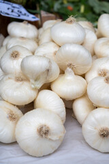 New harvest of white sweet italian cipolla onions vegetables on food market