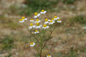 Daisy flowers and grass spring close up photo