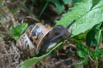 Macro close up of snail moving on the green leaf. Slag gliding on the plant leaves. Large mollusk snails with brown striped shell, crawling on green leaf.