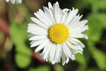 Daisy flowers and grass spring close up photo