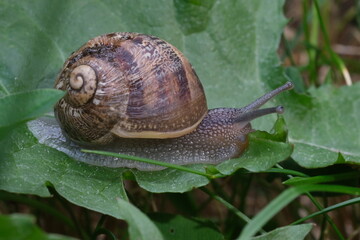 Macro close up of snail moving on the green leaf. Slag gliding on the plant leaves. Large mollusk snails with brown striped shell, crawling on green leaf.