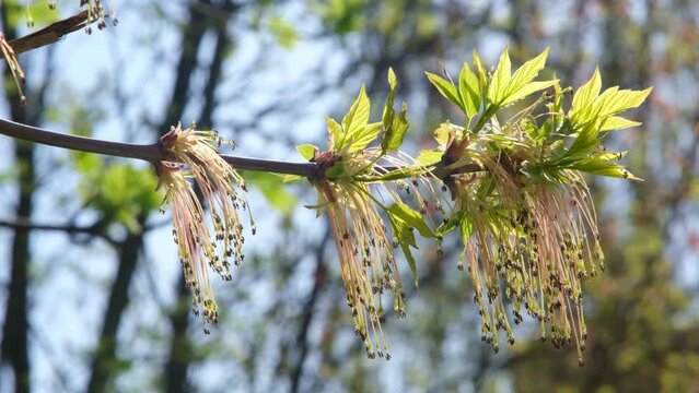 Texture of maple flowers close-up. Natural background, green leaves, blossoming buds in the sun