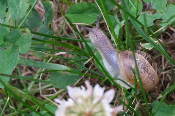 Macro close up of snail moving on the green leaf. Slag gliding on the plant leaves. Large mollusk snails with brown striped shell, crawling on green leaf.