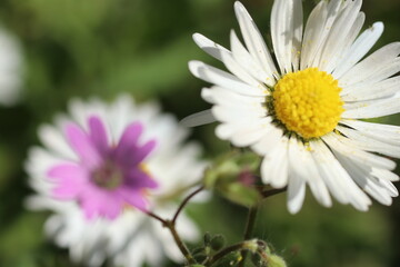 Daisy flowers and grass spring close up photo