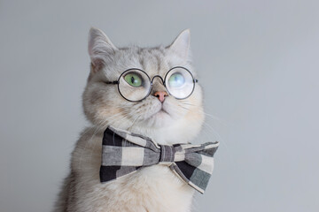 Cute white cat in a gray bow tie and glasses, on gray background .