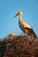 A solitary white stork on a huge nest, Chateau de la Riviere, Normandy, France, Europe