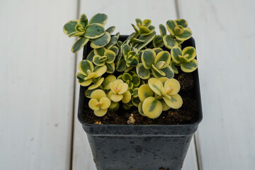 Variegated yellow and green succulent plant in a small garden pot.