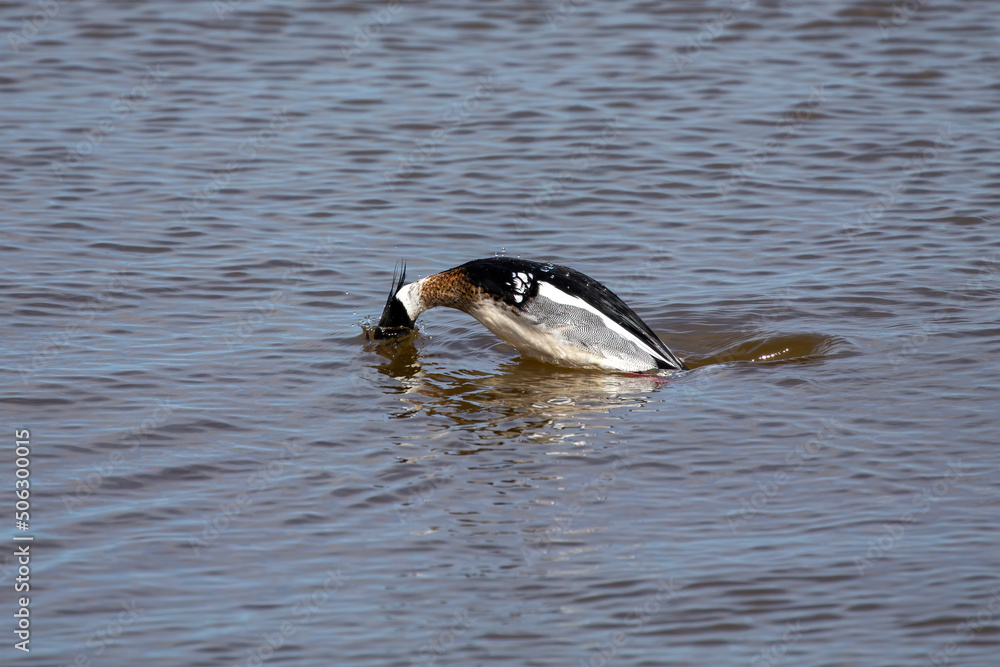 Wall mural The red-breasted merganser (Mergus serrator),diving duck -  drake on the river during migration