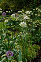 Large purple and white Globemaster Allium flowers along a garden path. Outdoor garden space. Portrait orientation.