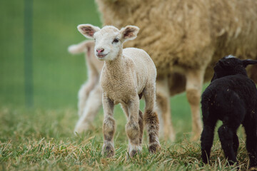 White Lamb