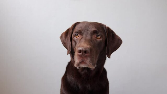 dog chocolate Labrador retriever looks into the frame and breathes through his mouth. looks in different directions, follows the gaze of a cute dog on a gray background. purebred pet. friendship of a