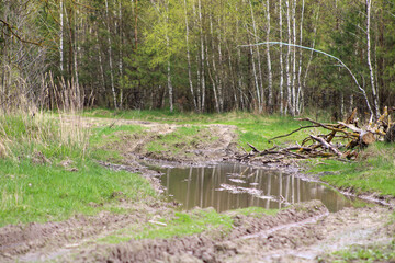 A large puddle on a tractor road in the woods