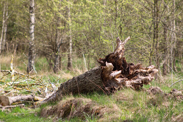 A large twisted stump in the woods
