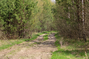 Broken dirt road between pine trees