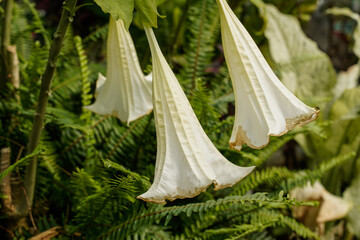 White angel trumpet plant. Many blooms.