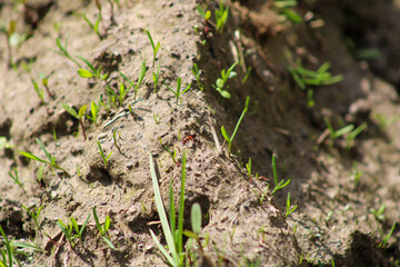 Ants on an earthen mound