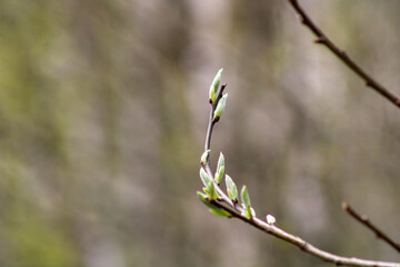 Close-up of a willow branch in early spring