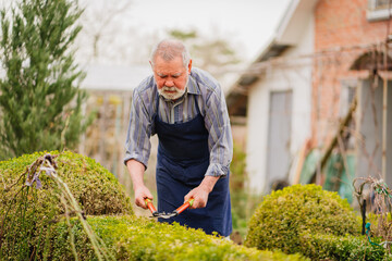 Fototapeta premium elderly man cuts bushes in the garden with large pruner.