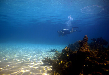scuba diver and coral reef , caribbean sea