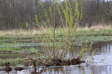 An island with sparse bushes in the middle of a flooded field