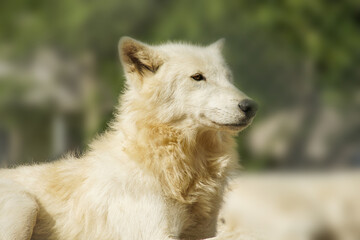 White wolf